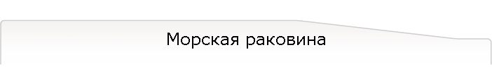 Морская раковина