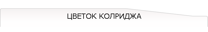 ЦВЕТОК КОЛРИДЖА